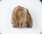 Ceratopsid Dinosaur Tooth - Two Medicine Formation #17648-1